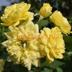 Анни Дюперёй (Anny Duperey)