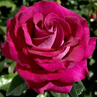 Барон Эдмон де Ротшильд (Barone Edmond de Rothschild)