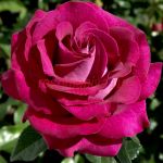 Барон Эдмон де Ротшильд (Barone Edmond de Rothschild)