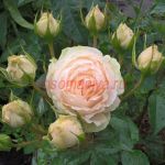 Белами Кордана (Belami Kordana)