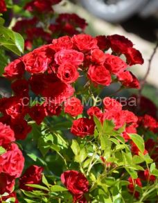 Роза почвопокровная Скарлет Мейяндекор, 1 шт (Поиск)