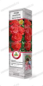 Роза флорибунда Братья Гримм, 1 шт (Поиск)