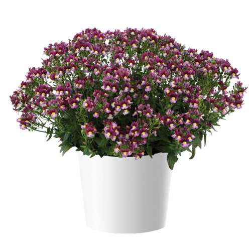 Немезия Menor Duai Bordeaux