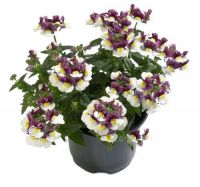 Немезия Sun2 Panted Rose