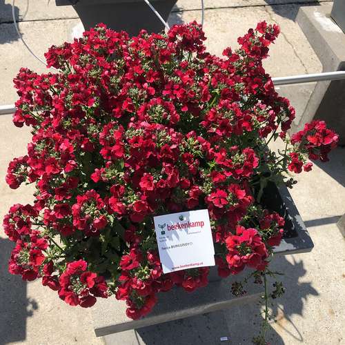 Немезия Nesia Burgundy