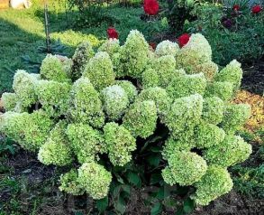 Гортензия метельчатая Серия Патио Люкс Мохито, (Поиск), 1 шт