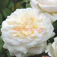 Вайт Эшли (White Ashley)