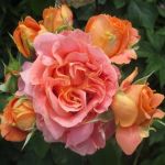 Вивьен Вествуд (Vivienne Westwood)