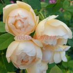 Воллертон Олд Холл (Wollerton Old Hall)