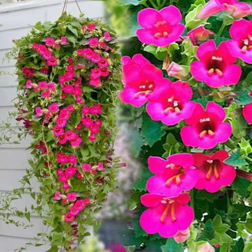 Лофос Compact Pink