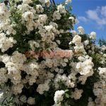 Гирлянд Амур (Guirlande d'Amour)