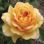 Голден Селебрейшн (Golden Celebration)