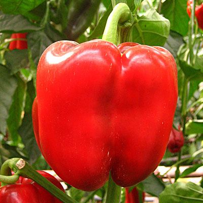 Перец сладкий Рубиновый бык, 50шт семян