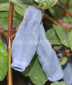 Жимолость съедобная (Серия Северный Сад) Дочь Великана, 1 шт., Поиск