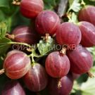 Kryzhovnik-Arlekin-1-sht-Poisk