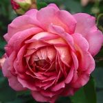 Джубили Селебрейшн (Jubilee Celebration)