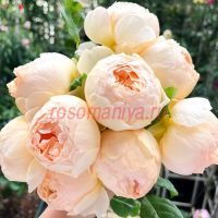 Джуд зе Обскур (Jude the Obscure)