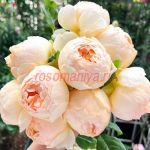 Джуд зе Обскур (Jude the Obscure)