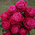 Домейн Дитье (Domaine Dittiere)