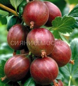 Крыжовник Спайнфри, 1 шт., Поиск