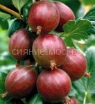 Kryzhovnik-Spajnfri-1-sht-Poisk