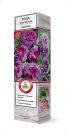 Roza-floribunda-Minerva-Minerva-1-sht-Poisk1