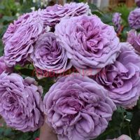 Квиксильвер (Quicksilver)