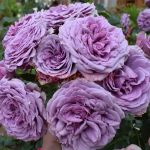 Квиксильвер (Quicksilver)