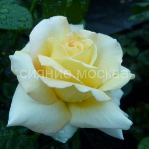 Роза чайно-гибридная Глория Дей (Пис), 1 шт (Поиск)