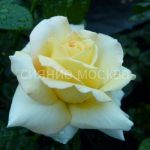 Роза чайно-гибридная Глория Дей (Пис), 1 шт (Поиск)