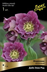 Морозник восточный Дабл Элен Ред  Double Ellen Red, /уп 1 шт/ Поиск
