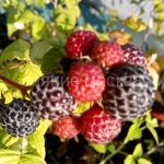 Малина черноплодная Люкс Блэк Джевел, 1 шт (Поиск)