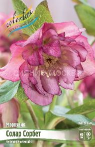 Морозник Солар Сорбет, 1 шт (Флора Селект)