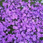 Floks-shilovidnyj-Pepl-Byuti-up-1-sht-Poisk