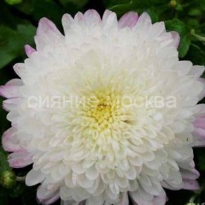 Хризантема корейская Умка/уп 1 шт/ Поиск