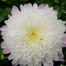 Hrizantema-korejskaya-Umka-up-1-sht-Poisk