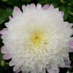 Hrizantema-korejskaya-Umka-up-1-sht-Poisk