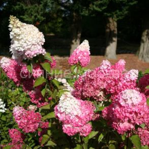 Гортензия метельчатая Люкс Фрайз Мелба Fraise Melba, 1 шт. (Поиск)
