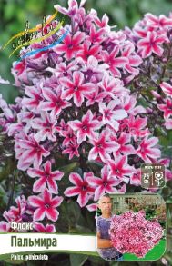 Флокс Пальмира Palmyra, 1 шт (Флора Селект)