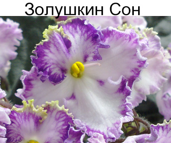 Золушкин Сон (Дейкун А)