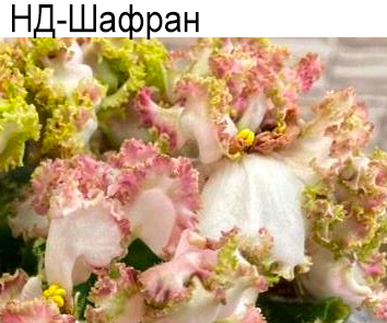 НД-Шафран (Данилова-Суворова)  НОВИНКА КАТАЛОГА