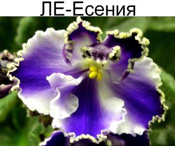 ЛЕ-Есения (Лебецкая)