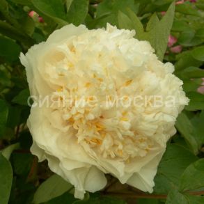 Пион древовидный Люкс Яо'с Йеллоу, 1 шт (Поиск)