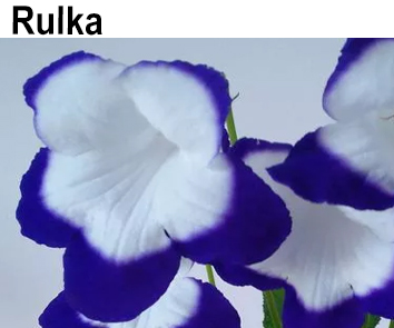 Rulka (P. Kleszczynski)