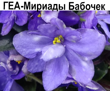 ГЕА-Мириады Бабочек (Е.Галицкая)  НОВИНКА