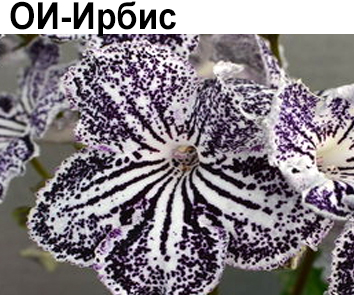 ОИ-Ирбис (О. Сачок)