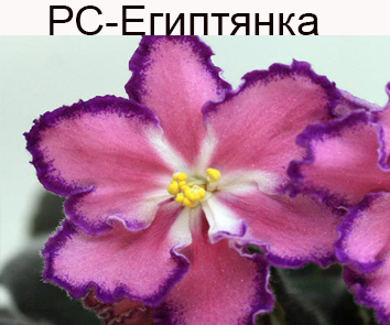 РС-Египтянка (Репкина)