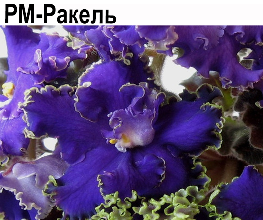 РМ-Ракель (Скорнякова)