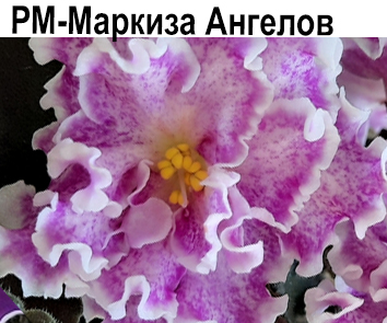 РМ-Маркиза Ангелов (Скорнякова)  НОВИНКА КАТАЛОГА