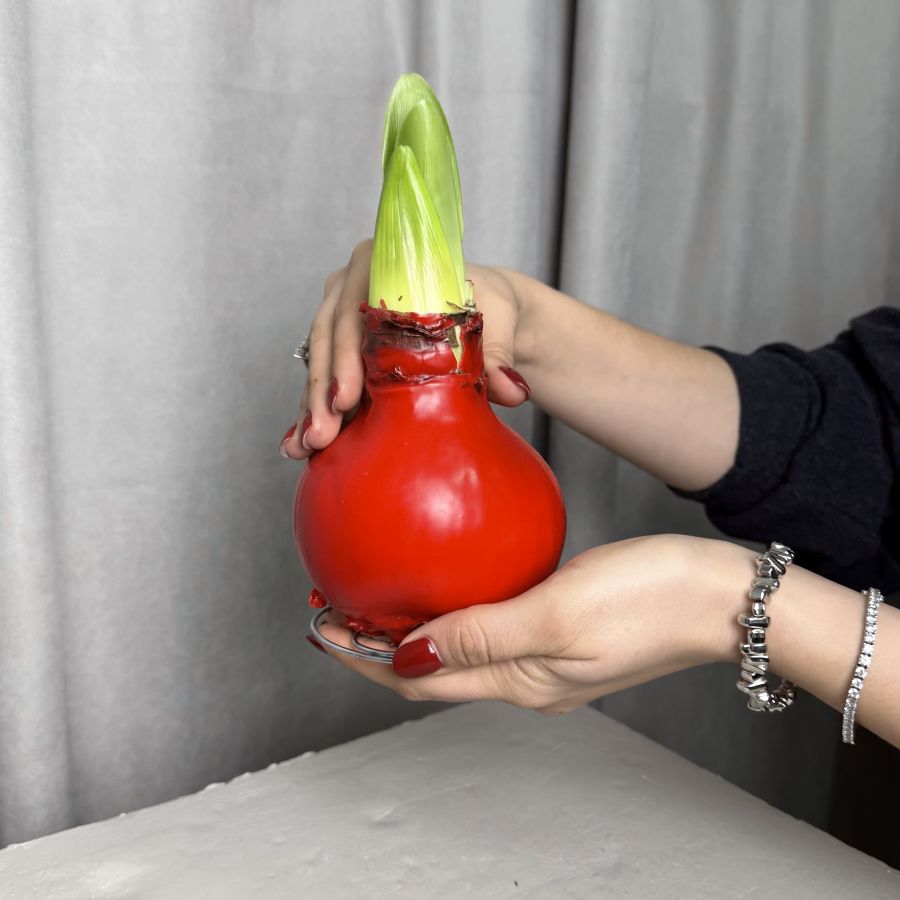 Луковица красного амариллиса